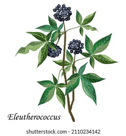 Eleutherococcus senticosus with ripe black berries, medicinal plant, vector illustration.