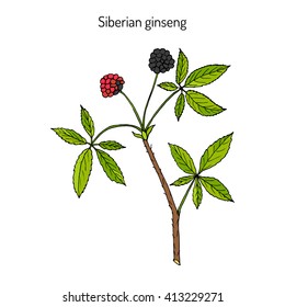 Eleutherococcus senticosus - Siberian Eleutherococcus. Hand drawn botanical vector illustration