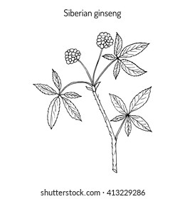 Eleutherococcus senticosus - Siberian Eleutherococcus. Hand drawn botanical vector illustration