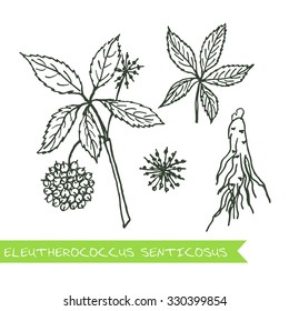 Eleutherococcus senticosus - Siberian herbs. Handdrawn Illustration - Health and Nature Set