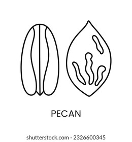 Elevar sus diseños con el icono del vector de línea de Pecan, una representación visualmente atractiva del icono