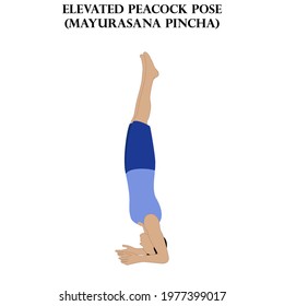 Elevated peacock pose yoga workout. Mayurasana Pincha. Man doing yoga illustration on the white background. Vector illustration