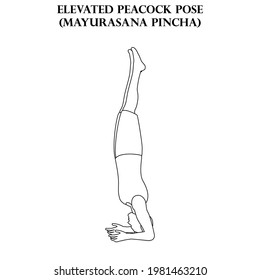 Un pavo real elevado posan el entrenamiento de yoga. Mayurasana Pincha. Hombre haciendo un esquema de ilustración de yoga en el fondo blanco. Ilustración del vector