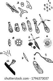 Eleven forms of the animalcules, magnified. 1, Monads; 2, Forms assumed by the Ameoba; 3, Flask Animalcules, Enchelis; 4, Actinophrys sol; 5, Euglena viridis; 6, Gonium pectorale; and other, vintage