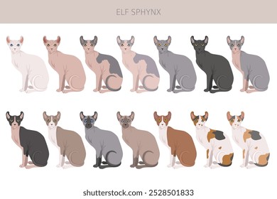 Elf Sphynx Cat. Todas as cores do casaco definido.  Todas as raças de gato características infográfico. Ilustração vetorial