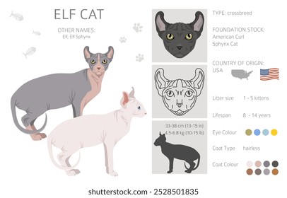 Elf Sphynx Cat. Todas as cores do casaco definido.  Todas as raças de gato características infográfico. Ilustração vetorial