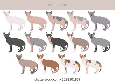 Elf Sphynx Cat. Todas as cores do casaco definido.  Todas as raças de gato características infográfico. Ilustração vetorial