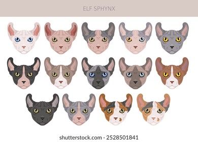 Elf Sphynx Cat. Todas as cores do casaco definido.  Todas as raças de gato características infográfico. Ilustração vetorial