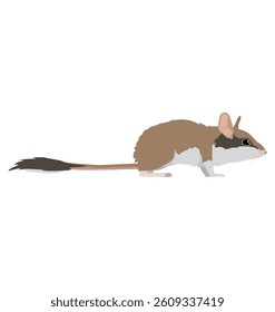 Eliomys quercinus - Garden dormouse seen in Side view