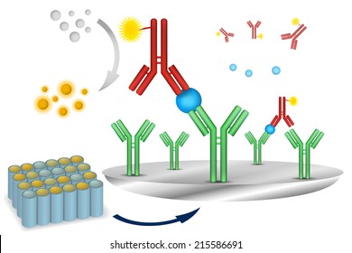 ELISA-Immuntest-Reaktionsplan Vektorgrafik