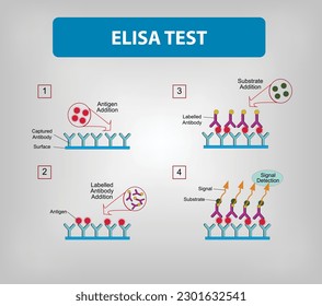 Elisa Test vector and illustration