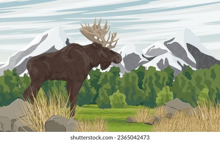 Una alce con cuernos grandes camina a lo largo de un valle de montaña de verano. Paisaje vectorial realista