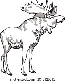 Elk black and white drawing of a horned animal, an inhabitant of the forest