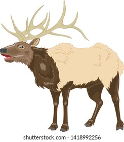 Elk cartoon illustration standing and opens mouth