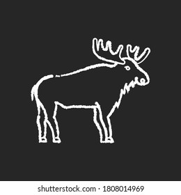 Elk chalk white icon on black background. Hoofed ruminant animal with large antlers. American forest wildlife. Herbivore wapiti with big horns. Canadian moose isolated vector chalkboard illustration