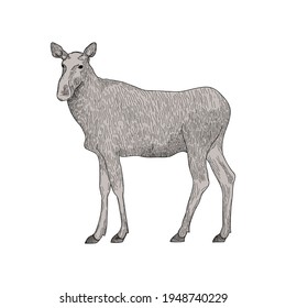 Elk cow - hand drawn vector illustration isolated on white. Flat colors.