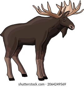 elk forest animal vector image