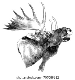 Elk Head Sketch Vector Graphics Black And White Monochrome Pattern