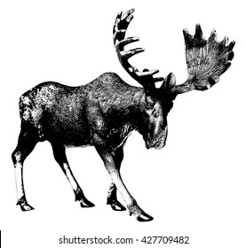 Elk. Ink drawing. There is an option in the vector.