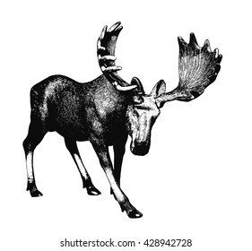 Elk. Ink drawing. There is an option in the vector.