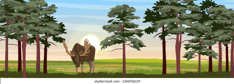 Elk in the meadow near the high pines. Wild animals of Eurasia, Scandinavia, Canada and America. Realistic Vector Landscape