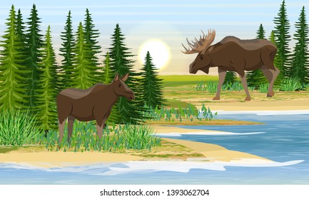 Elk and moose cow on the shore of a forest lake. The mating behavior of wild animals in Europe and America. Sandy beach with grass and fir trees. Summer. Realistic Vector Landscape