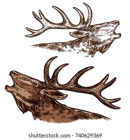 Elk or moose head and antlers sketch vector icon. Wild forest stag deer buck isolated wildlife fauna and zoology symbol for blazon or hunting sport team trophy and nature adventure club