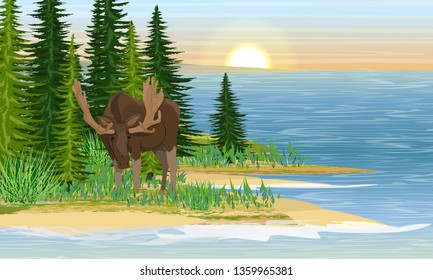 Elk on the shore of a large forest lake. Sandy beach with grass and fir trees. Forest Lake. Summer. Realistic Vector Landscape