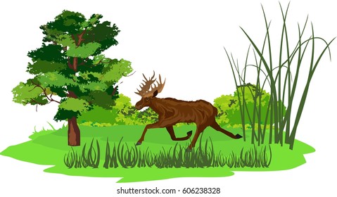 Elk running in the forest vector illustration