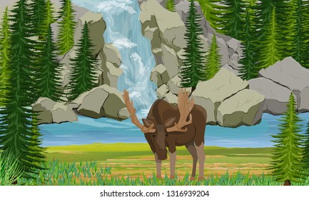 Elk stands on the shore of a mountain lake. Waterfall, rocks and spruce trees. Wild animals of Europe, Scananavia, USA and Canada. Realistic Vector Landscape