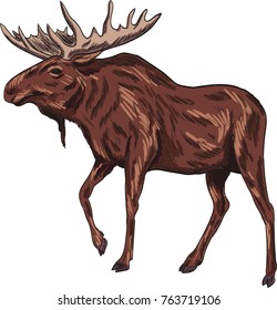 Elk vector drawing illustration