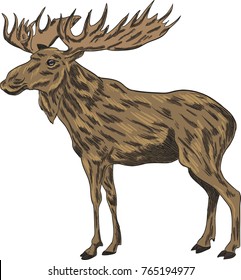 Elk vector drawing illustration