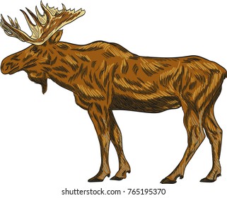 Elk vector drawing illustration