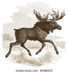 Elk - vintage engraved illustration - "Histoire naturelle" by Buffon and Lacépède published in 1881 France