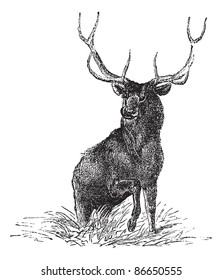 Elk or Wapiti or Cervus canadensis, vintage engraved illustration. Trousset encyclopedia (1886 - 1891).