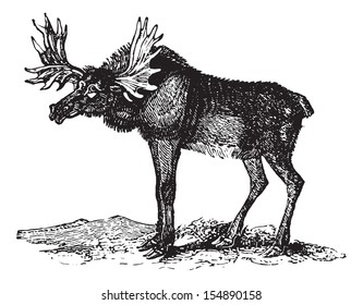 Elk or Wapti, vintage engraved illustration. Animaux Sauvages et Domestiques - For kids - 1892.