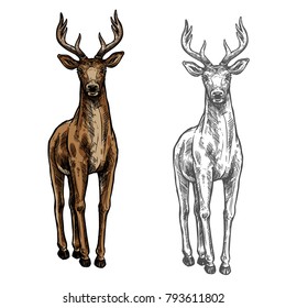 Elk wild animal sketch vector icon front view. Wild elk hind or stag wapiti mammal deer or moose species for wildlife fauna and zoology or hunting trophy symbol and nature zoo adventure design