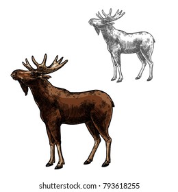 Elk wild animal sketch vector icon side view. Wild wapiti mammal deer or moose species for wildlife fauna and zoology or hunting sport team trophy symbol and nature zoo adventure club design