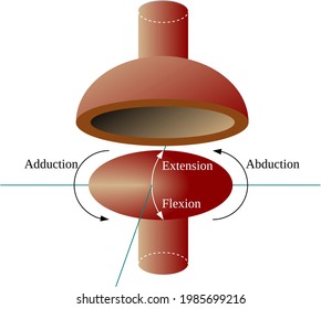 Ellipsoid joint is an ovoid articular surface, or condyle that is received into an elliptical