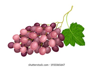Ellipsoid Lying Berry Cluster of Purple Grape Vector Illustration