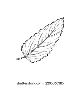 Elm or ash tree leaf isolated monochrome sketch. Vector botanical hand drawn plant, elm leafage. Fraxinus, English ash foliage. Botanical spring or autumn symbol, summer or fall foliage pencil drawing