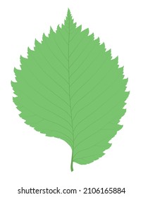 Elm leaf green single silhouette leaf shape