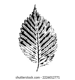 Elm leaf insulated on white background. Ink print of the detailed texture of the leaf. Natural element for the design.