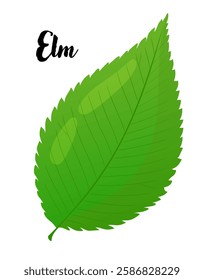 Elm leaf vector illustration. Leaves, botanical design element, European trees, botany, plant