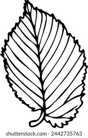 Elm leaf vector illustration in line art style isolated on a white background.