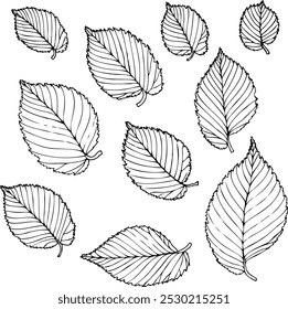 Elm leaves vector set in line art style isolated on a white background.