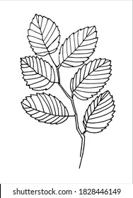 Arte de la línea de la rama del árbol Elm. Ilustración vectorial de elm dibujada a mano realista. Aislado sobre blanco