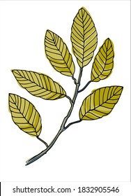 Elm tree branch line art. Realistic hand drawn vector illustration of elm. Isolated on white 