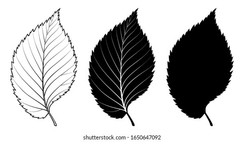 Elm tree leaf. Vector linear illustration. Outline, silhouette, line art drawing isolated on white background