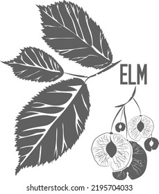 Elm tree leafs and seeds vector silhouette. Medicinal tree branch with leaves. Slippery elm silhouette for pharmaceuticals and cosmetology.